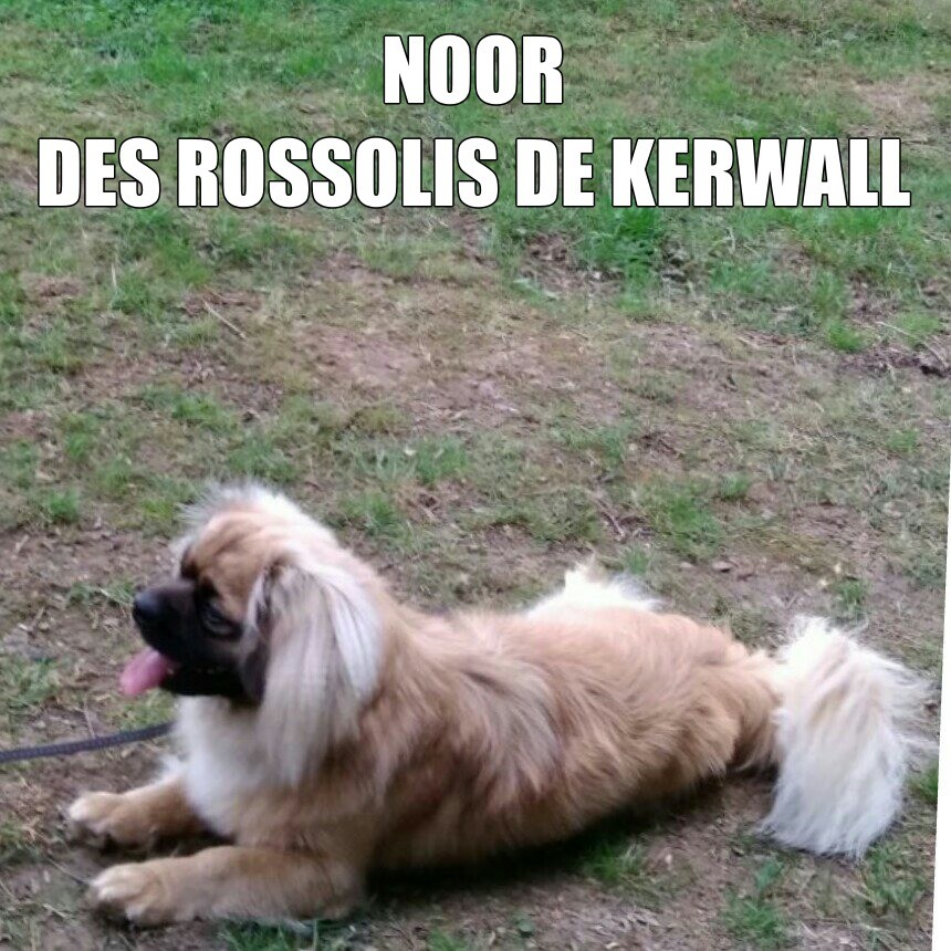 Noor Des Rossolis De Kerwall