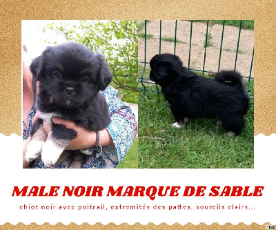 CHIOT NB